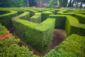 labirinti vegetali