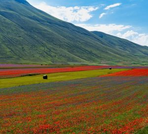 castelluccio di norcia fioritura