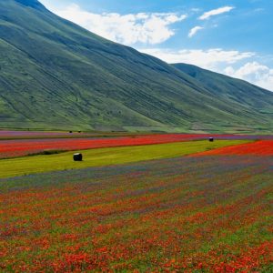 castelluccio di norcia fioritura