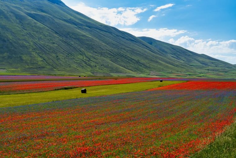 castelluccio di norcia fioritura