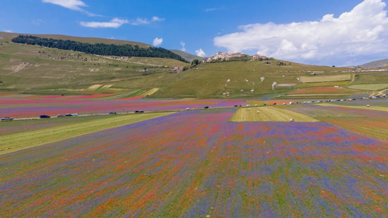 fioritura di castelluccio di norcia