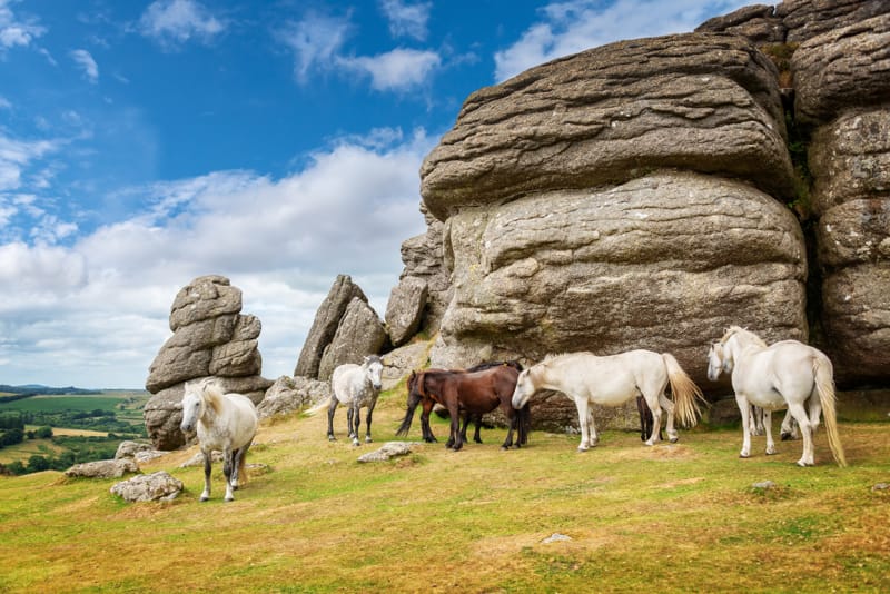 parco dartmoor