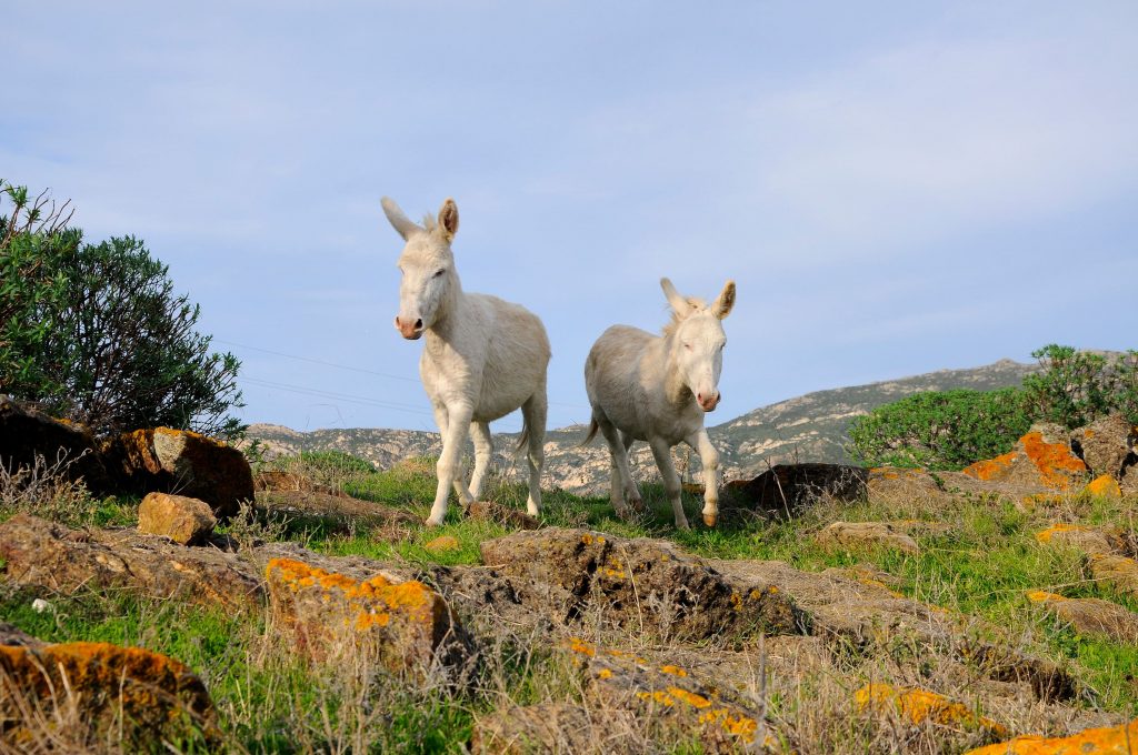 asinelli bianchi asinara