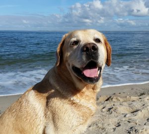 Cane in vacanza