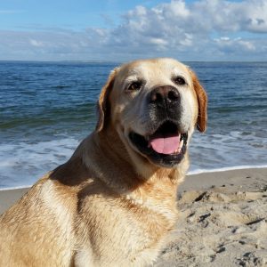 Cane in vacanza