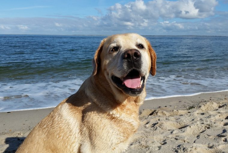 Cane in vacanza