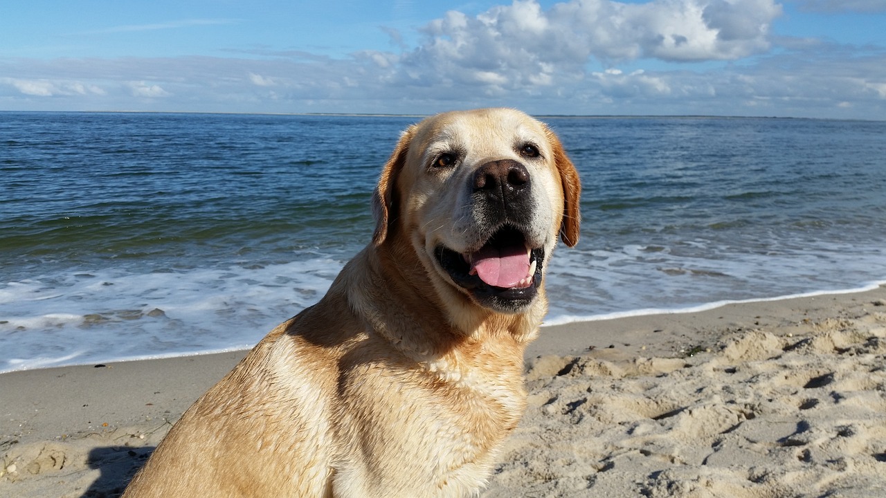 Viaggiare con il cane: 15 oggetti utili per una vacanza a 4 zampe