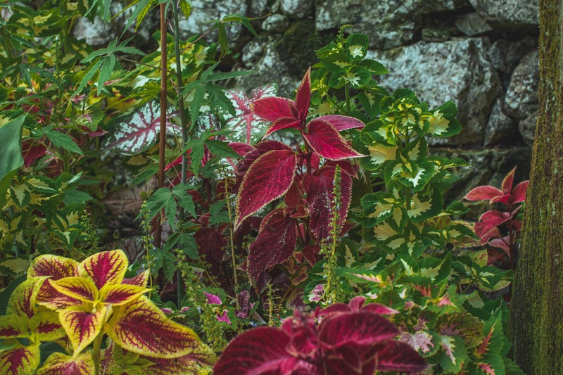 piante rosse e gialle nel giardino botanico del Varone