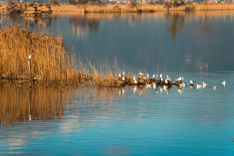 Lago di Massaciuccoli flora e fauna