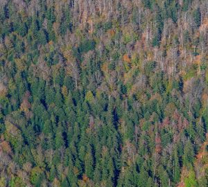 Parco Nazionale delle Foreste Casentinesi vista dall'alto