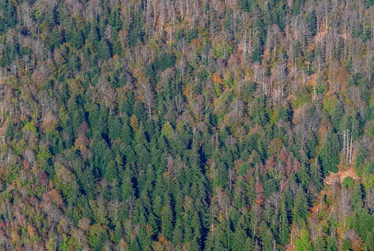 Parco Nazionale delle Foreste Casentinesi vista dall'alto