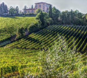 Bolgheri
