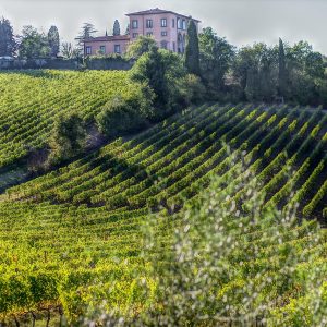 Bolgheri